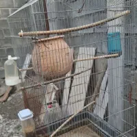 قفس پرنده|لوازم جانبی حیوانات|بیکاه, |دیوار