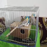 عروس هلندی جفت|پرنده|رزن, |دیوار