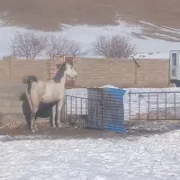 مادیون|اسب و تجهیزات اسب‌سواری|خمینی‌شهر, |دیوار