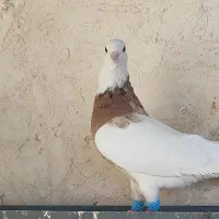 طوقی هفت رنگ|پرنده|اقبالیه, |دیوار