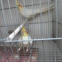 عروس هلندی جفتی کار داده خودم دارم جوجه میگیرم