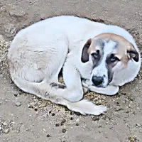 سگ گله|سگ|راز وجرگلان, |دیوار