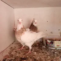 کفتر طوقی پشتار