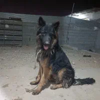 ژرمن نر درجه یک معاوظع با توله سگ