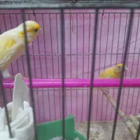 قناری|پرنده|نجف‌آباد, ولیعصر|دیوار