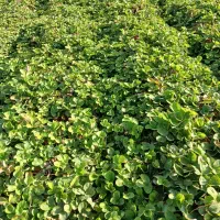 نهال توت فرنگی کاماروس پایه کوتاه،باردهی عالی|گل و گیاه طبیعی|گرگان, |دیوار