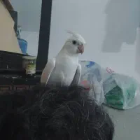 عروس هلندی|پرنده|چابهار, |دیوار