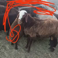 بره نر درجه 1 مناسب قربانی و قوچ