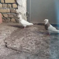 کبوتر