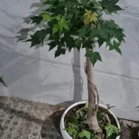 بونسای افرا