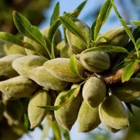 فروش نهال بادام آذر پربار ومقاوم به سرما|خدمات باغبانی و درختکاری|کرمانشاه, |دیوار