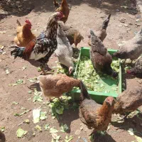 تخم نطفه دار لاری و محلی