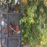 قفس ۳طبقه|لوازم جانبی حیوانات|جهرم, |دیوار