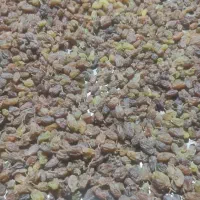 کشمش محلی درجه یک|خوردنی و آشامیدنی|دهگلان, |دیوار