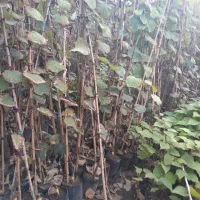 فروش نهال کیوی یکساله،دوساله،پیوندنشده(تلخ)درتالش