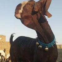 نربز پاکستانی اصل|حیوانات مزرعه|رضویه, |دیوار