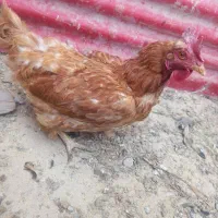 مرغ و خروس و غاز|حیوانات مزرعه|چهارباغ, |دیوار