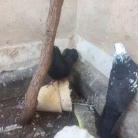 کبوتر