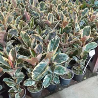 انواع فیکوس و بنسای جیسینگ|گل و گیاه طبیعی|رشت, حمیدیان|دیوار