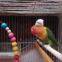جفت کوتوله برزیلی