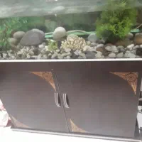 اکواریوم کمد دار|ماهی|تهران, دولاب|دیوار