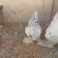 مرغ