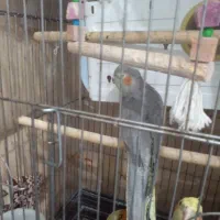 سلام دو عدد عروس هلندی سالم و سرحال