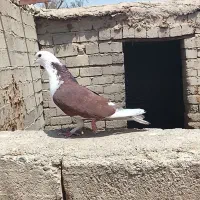 کفتر  ریشه، کلی ، دوکت