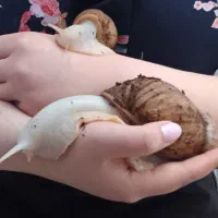 حلزون تخم گذار
