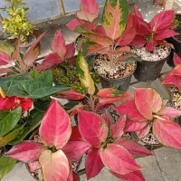 فروش گلهای طبیعی روستای وله ژیر