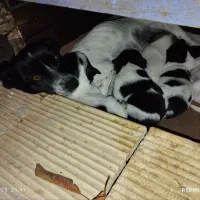 توله سگ پاکوتاه نژاد شیواوا|سگ|کرمانشاه, |دیوار