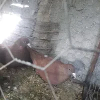 یک جفت کفتر سرخ