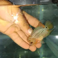ماهی فلاور سه بند اکواریوم