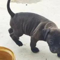 واگذاری سگ پیتبول|سگ|فاضل آباد, |دیوار