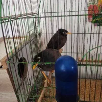 سلام مینادرشادگان