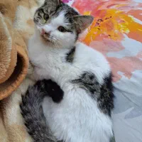 بچه گربه|گربه|اصفهان, مفتح|دیوار