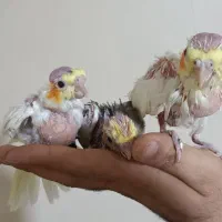 عروس هلندی مولد|پرنده|تهران, آهنگران (سراسیاب دولاب)|دیوار