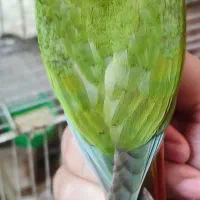طوطی گرینچیک آناناسی