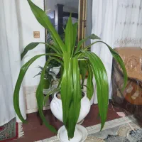 گل زیبا|گل و گیاه طبیعی|فلاورجان, |دیوار