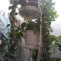 آویز گل با گلدان پر از گل