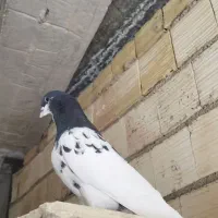 سه جفت کبوترشهری