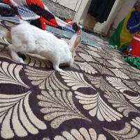 خرگوش اهلی بازی گوش