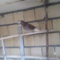 تهرونی|پرنده|شاهین‌شهر, امام حسین|دیوار