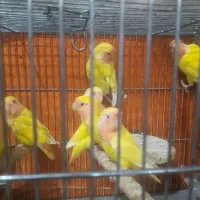 طوطی‌برزیلی