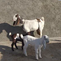 مری اصل بادوبزغاله نر وماده سلام و سر حال