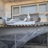 کبوتر تهرانی