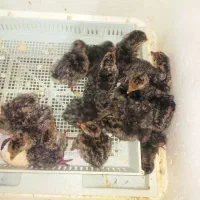 جوجه بوقلمون رسمی