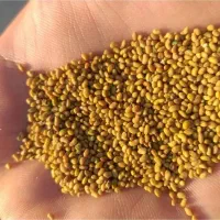 بذر یونجه پایه بلند همدانی مهاجران