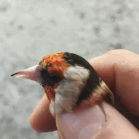 سهره رسمی مست به شرط|پرنده|بجنورد, |دیوار