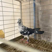 کفتر کشکی|پرنده|یزد, |دیوار